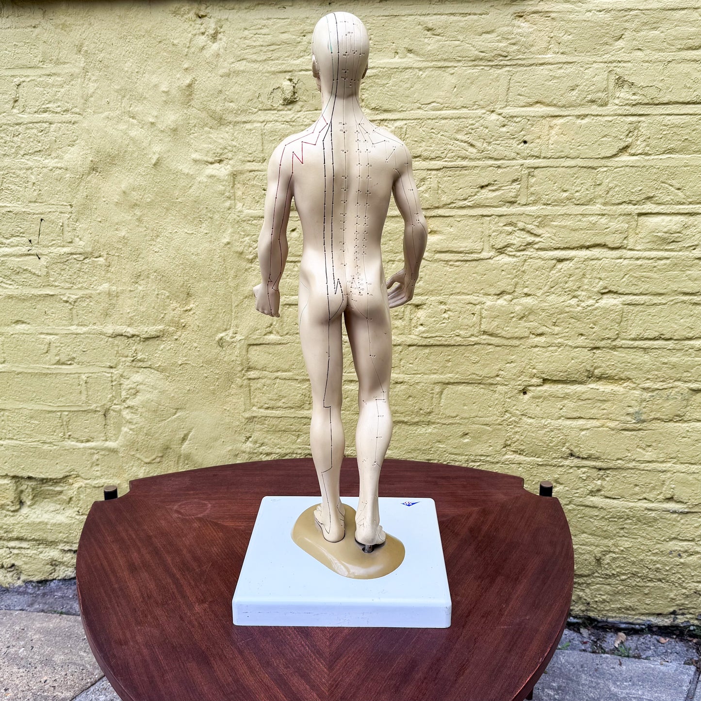 Anatomy acupuncture training figure