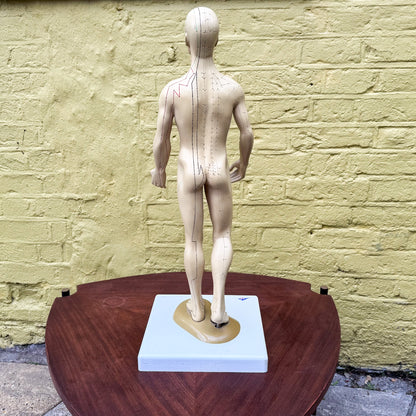 Anatomy acupuncture training figure