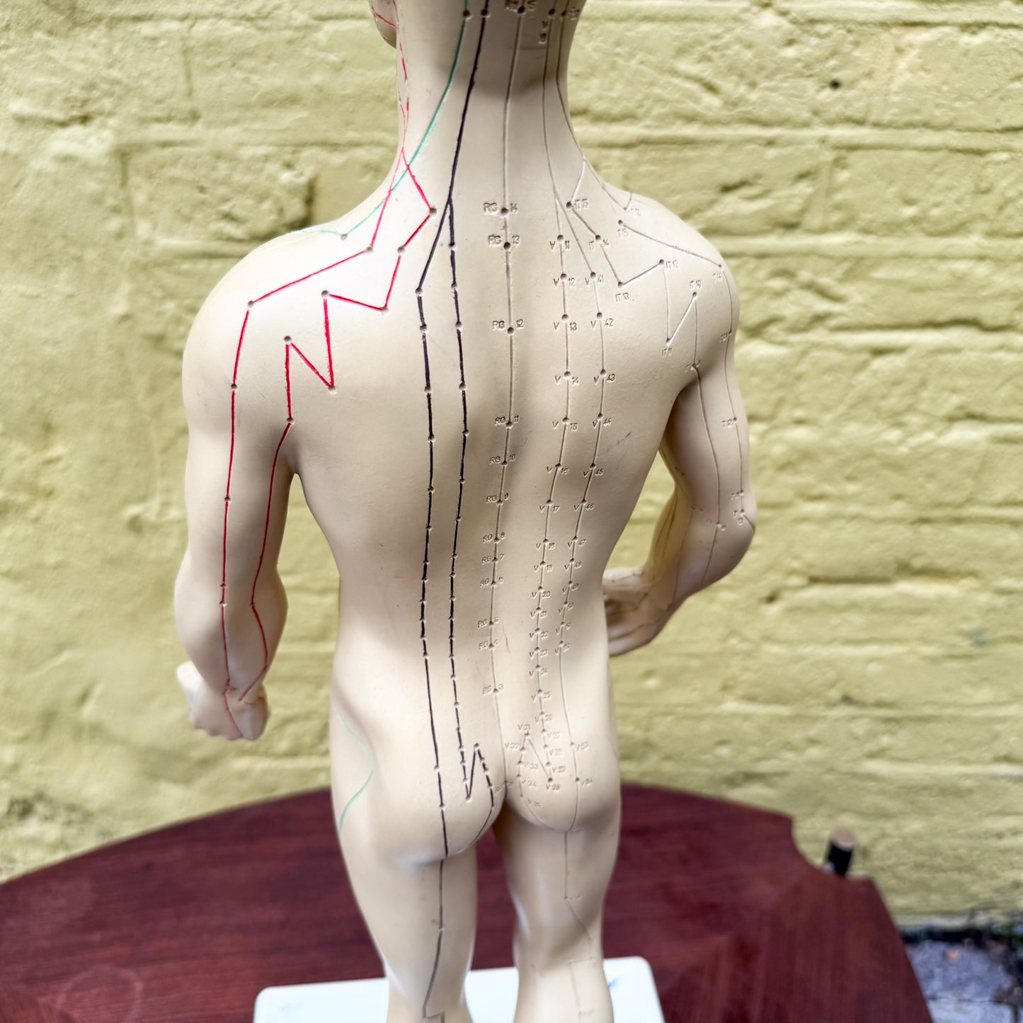 Anatomy acupuncture training figure