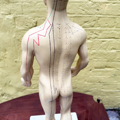 Anatomy acupuncture training figure