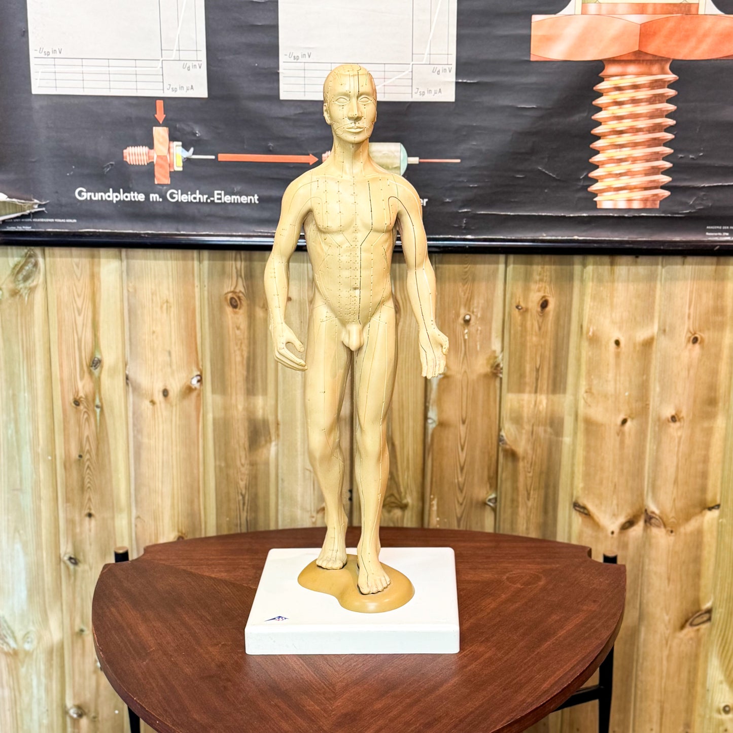Anatomy acupuncture training figure