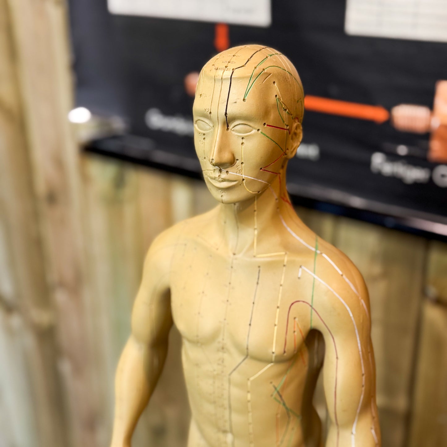 Anatomy acupuncture training figure