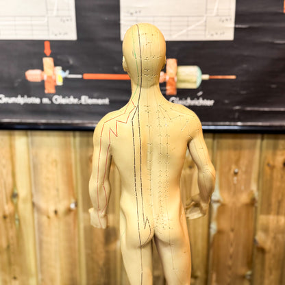 Anatomy acupuncture training figure