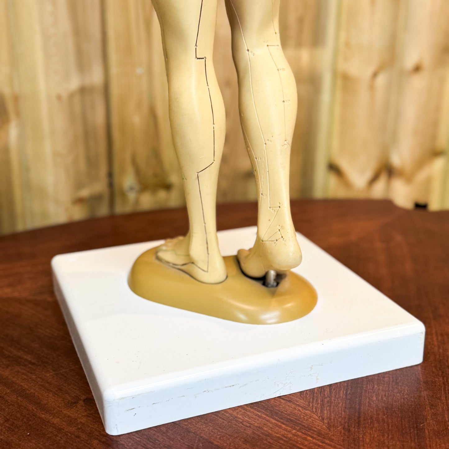 Anatomy acupuncture training figure