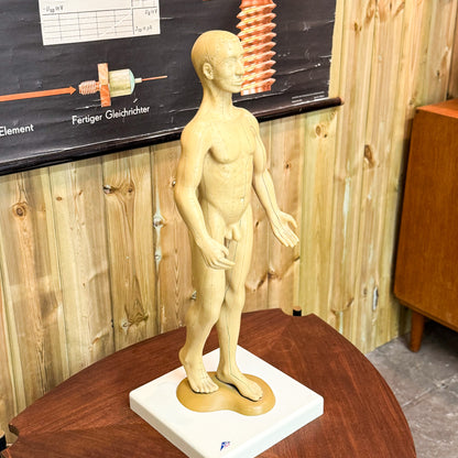 Anatomy acupuncture training figure