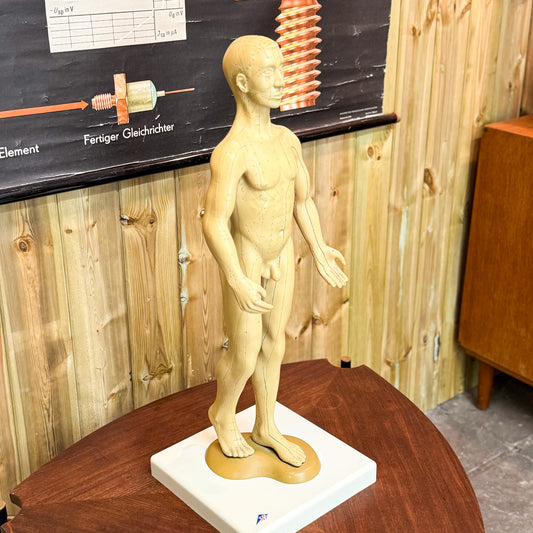 Anatomy acupuncture training figure